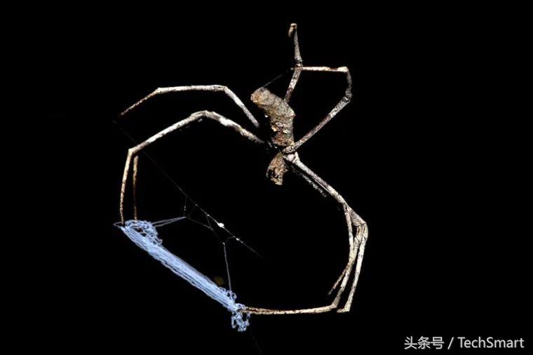 最奇特的蜘蛛网,100个蜘蛛网