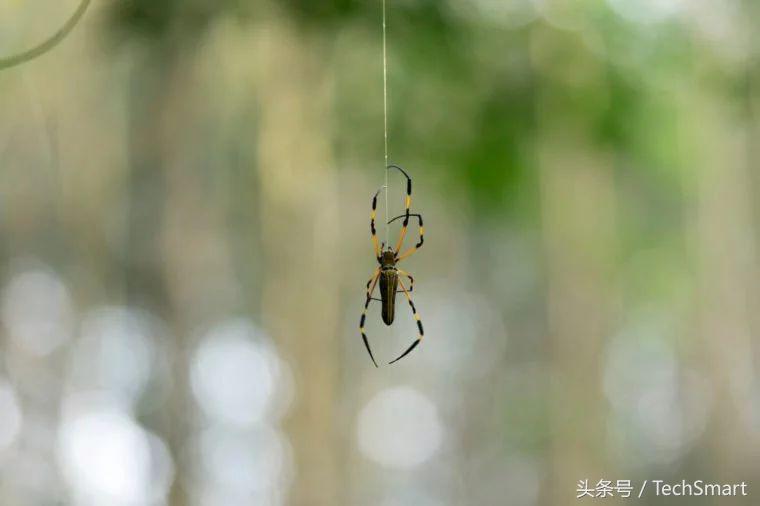 最奇特的蜘蛛网,100个蜘蛛网