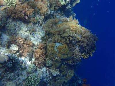 帕劳归来5天4晚旅游攻略,海岛游帕劳大溪地