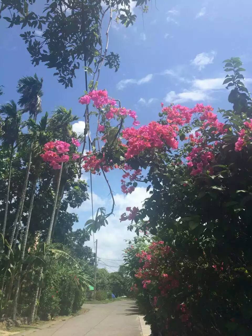 帕劳归来5天4晚旅游攻略,海岛游帕劳大溪地