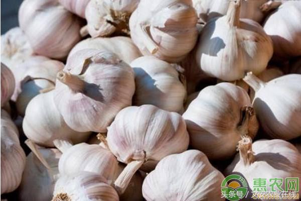 8月16日以后大蒜价格行情,杞县大蒜今日价格最新行情