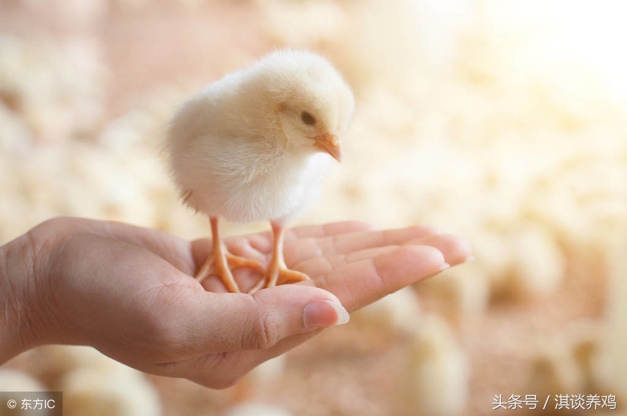 养殖鸡打喷嚏,鸡打蔫缩脖怎么办