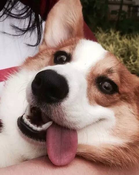 什么时候狗咬人还需要理由,狗咬人到底是什么原因