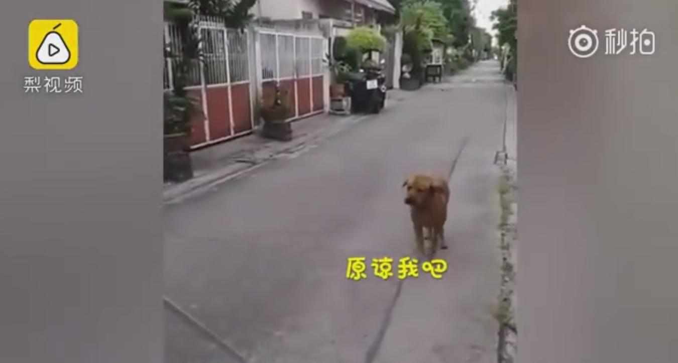 男子科二考试打电话给教练,男子学车碰到教练