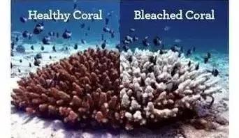 防晒霜和珊瑚有什么关系,防晒霜不伤珊瑚