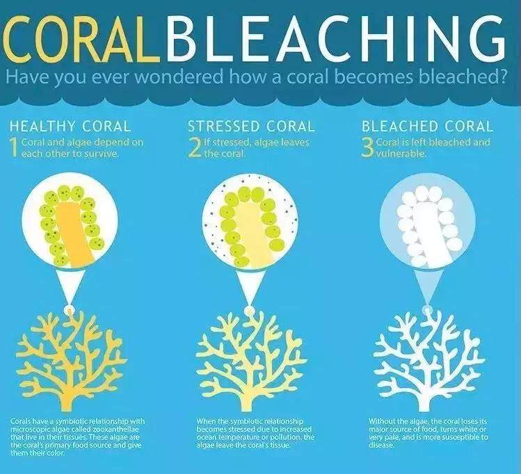 防晒霜和珊瑚有什么关系,防晒霜不伤珊瑚