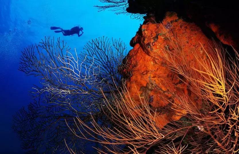 防晒霜和珊瑚有什么关系,防晒霜不伤珊瑚