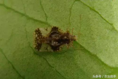 柑橘虫害卵图谱,柑橘各种虫害图谱大全