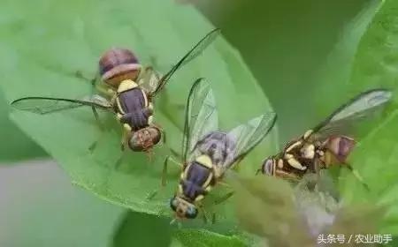 柑橘虫害卵图谱,柑橘各种虫害图谱大全