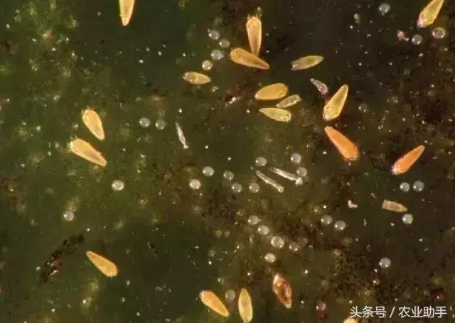 柑橘虫害卵图谱,柑橘各种虫害图谱大全