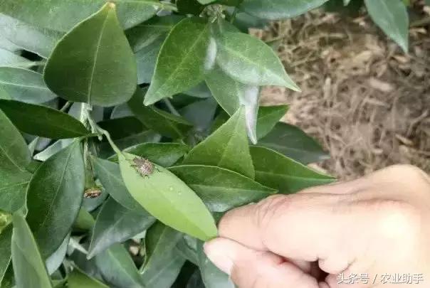 柑橘虫害卵图谱,柑橘各种虫害图谱大全