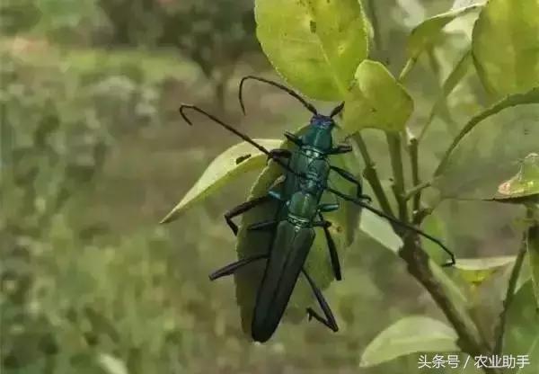 柑橘虫害卵图谱,柑橘各种虫害图谱大全