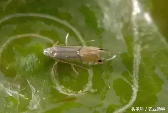 柑橘虫害卵图谱,柑橘各种虫害图谱大全