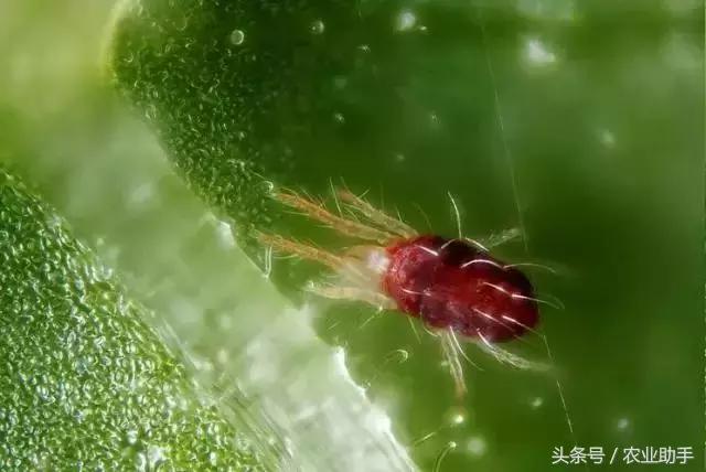 柑橘虫害卵图谱,柑橘各种虫害图谱大全