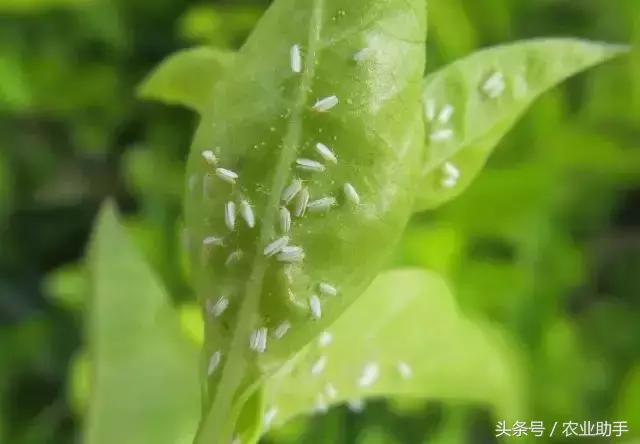 柑橘虫害卵图谱,柑橘各种虫害图谱大全