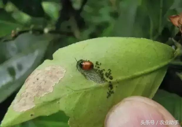 柑橘虫害卵图谱,柑橘各种虫害图谱大全