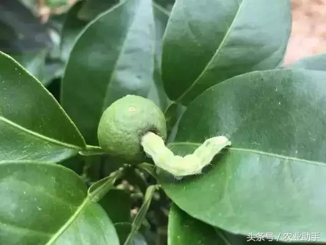 柑橘虫害卵图谱,柑橘各种虫害图谱大全