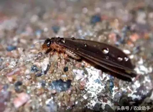 柑橘虫害卵图谱,柑橘各种虫害图谱大全