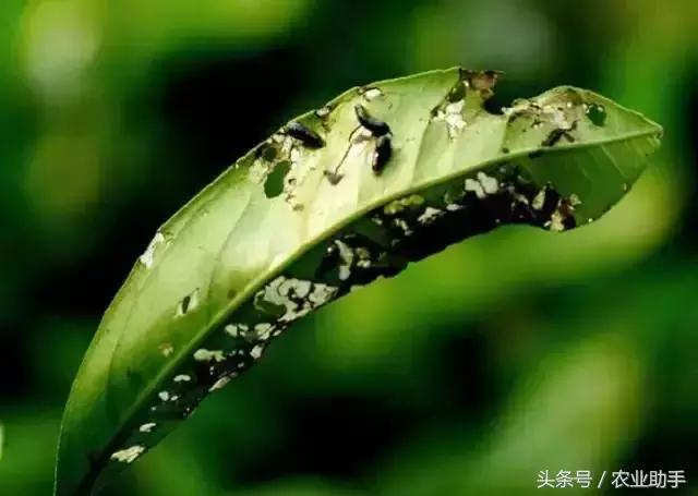 柑橘虫害卵图谱,柑橘各种虫害图谱大全