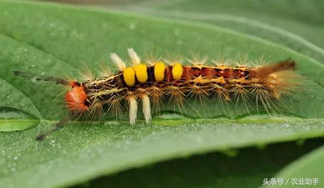 柑橘虫害卵图谱,柑橘各种虫害图谱大全