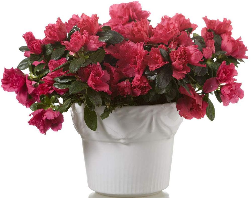 杜鹃花刚拿回来就一直掉叶子,杜鹃花多久掉花