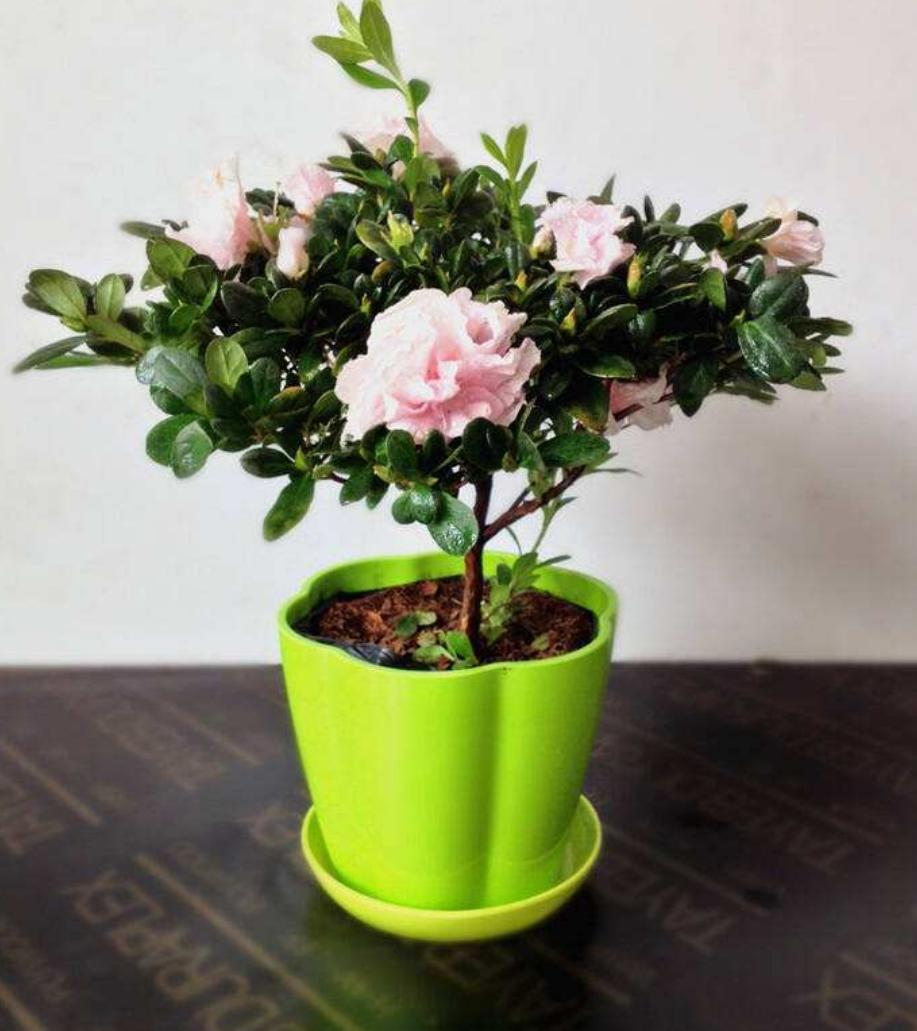 杜鹃花刚拿回来就一直掉叶子,杜鹃花多久掉花