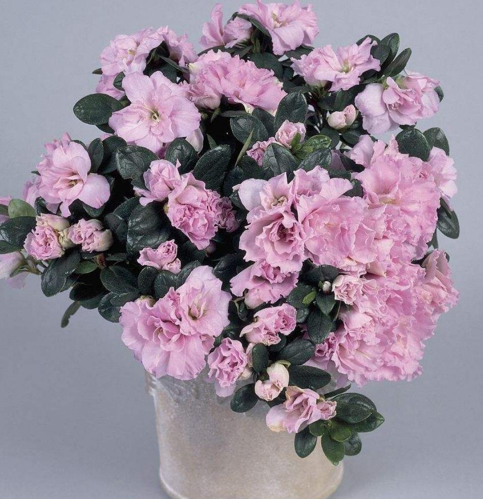 杜鹃花刚拿回来就一直掉叶子,杜鹃花多久掉花