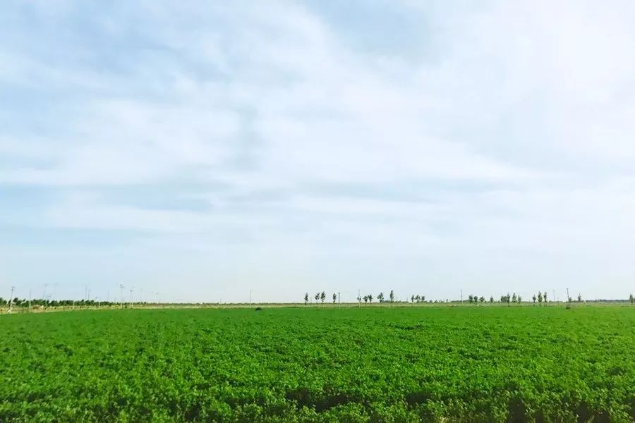 一条精选|为了让孩子喝上放心的牛奶，他斥资4.6亿自建牧场！