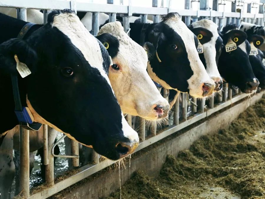 一条精选|为了让孩子喝上放心的牛奶，他斥资4.6亿自建牧场！