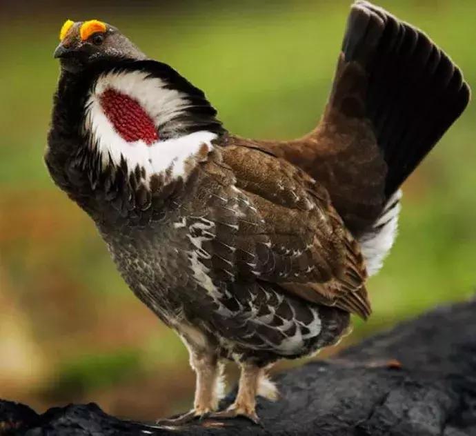 揭露各种海外代购真相,朋友圈代购真实案例