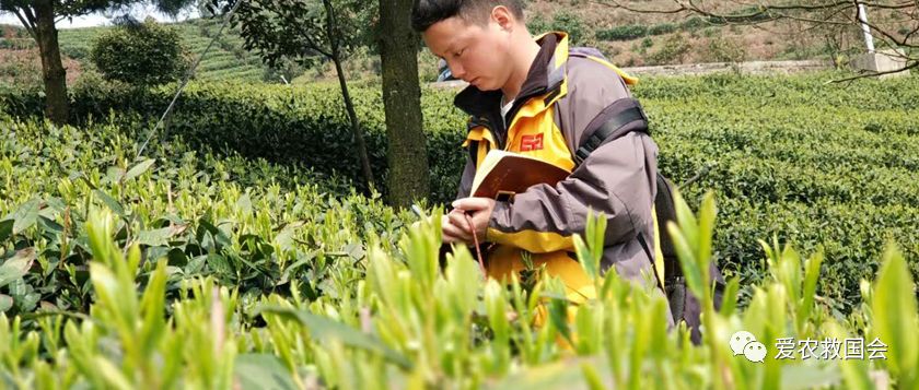 干旱天气对茶叶的影响,高温干旱对茶树的影响