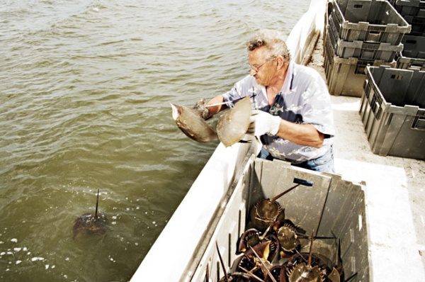 有蓝色血液的海洋生物,什么海洋生物的血液是蓝色的