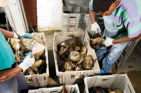 有蓝色血液的海洋生物,什么海洋生物的血液是蓝色的