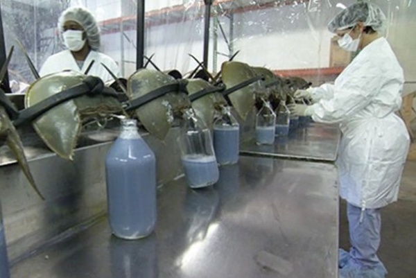 有蓝色血液的海洋生物,什么海洋生物的血液是蓝色的