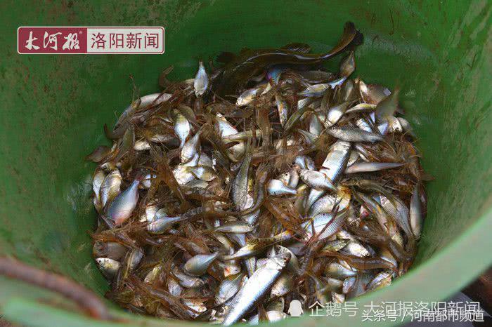 河南老人孤岛养鱼替儿还债：账本从不离身，天天啃馒头吃大蒜！