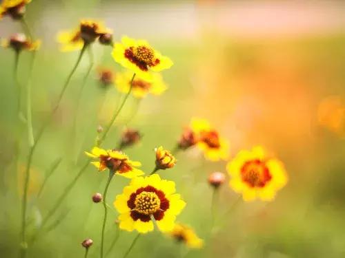 10首唯美诗词,这8首诗词道尽人情世故