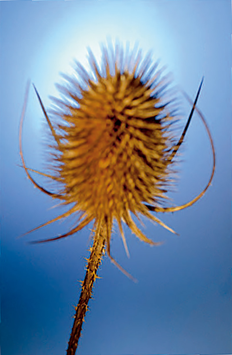 微距摄影后期合成,微距照片景深合成