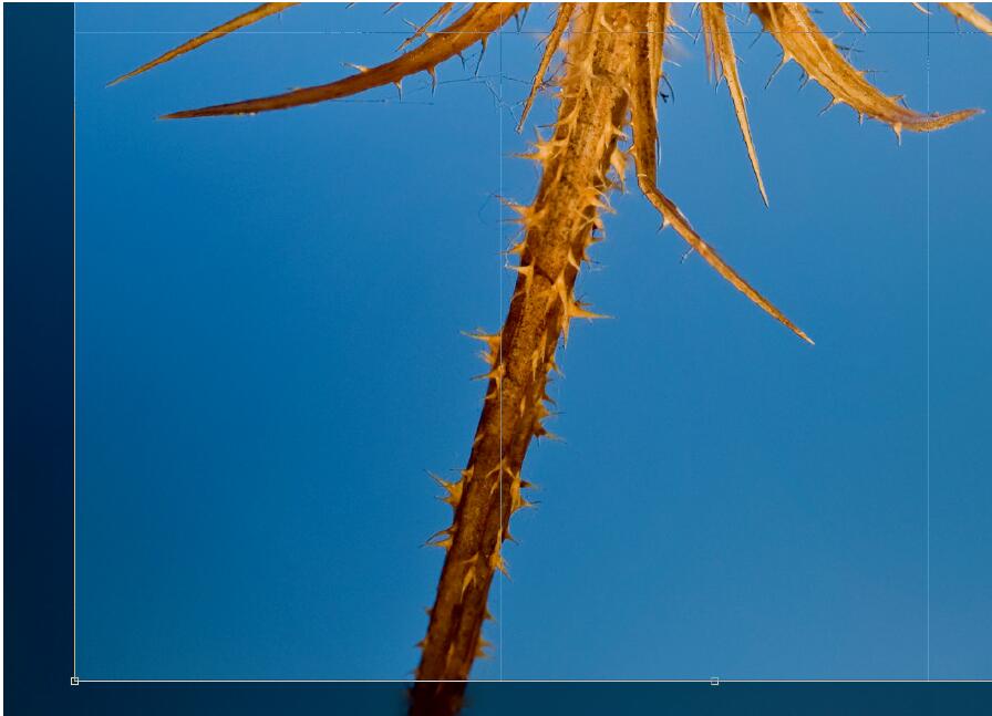 微距摄影后期合成,微距照片景深合成