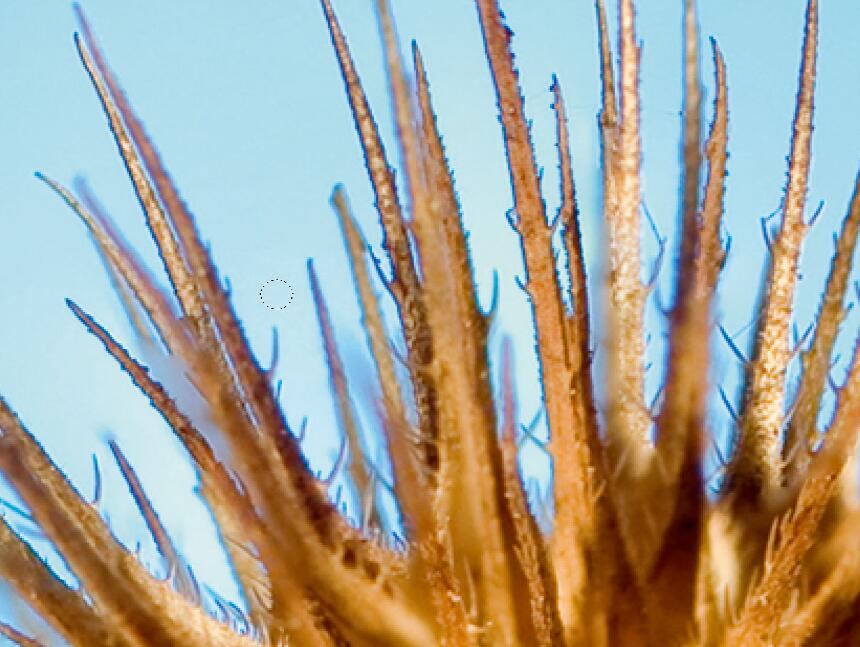 微距摄影后期合成,微距照片景深合成