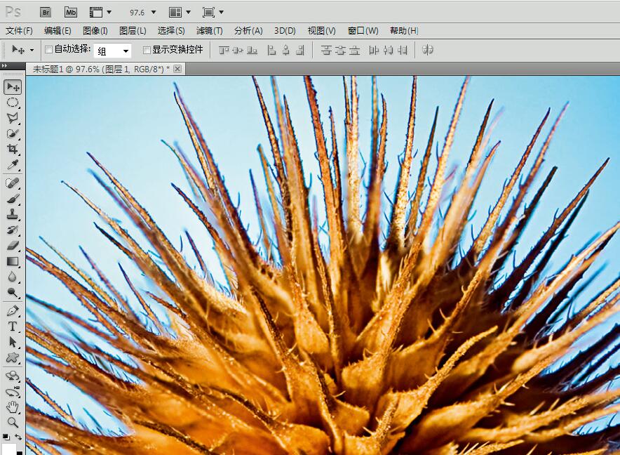 微距摄影后期合成,微距照片景深合成