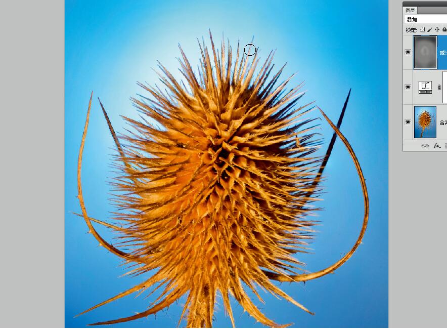 微距摄影后期合成,微距照片景深合成