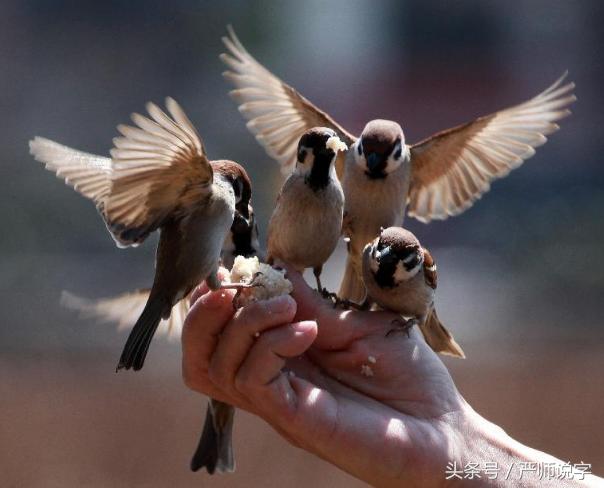 第十六讲汉字的认识规律二:构形会意,谐音补义(会意字)