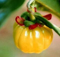 风靡世界的天然*肥药减**，许多国家作为果型草药种植，挺像袖珍南瓜