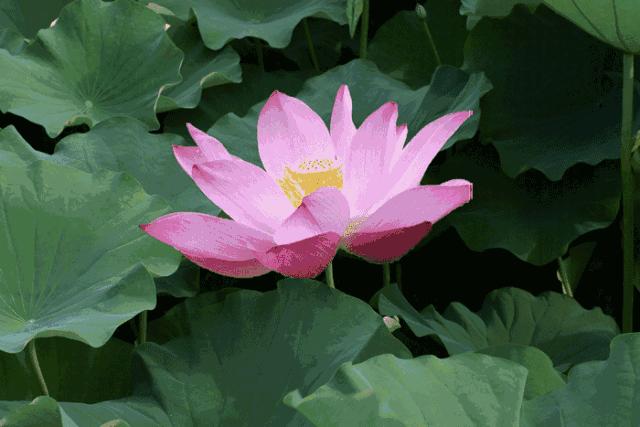 6月份去云南特价机票,昆明出发旅游特价机票