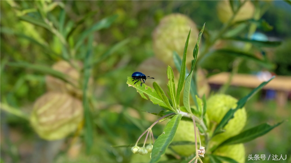 清迈民谣小清新,清迈清新小院