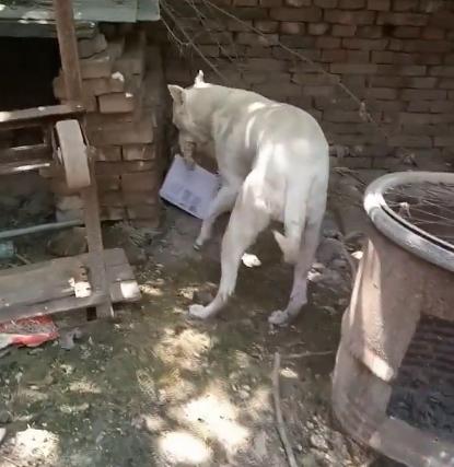 狗妈不愿崽被抱养匆忙叼走藏匿,狗妈不舍孩子