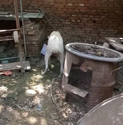 狗妈不愿崽被抱养匆忙叼走藏匿,狗妈不舍孩子