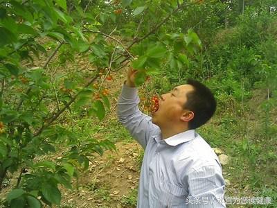 樱桃里有虫是真的吗,樱桃里面的虫吃进了肚里怎么办