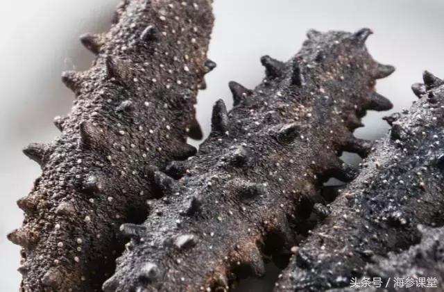 怎样挑选好海参?以下几招学会了就没问题