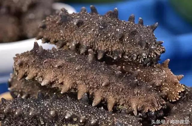 怎样挑选好海参?以下几招学会了就没问题